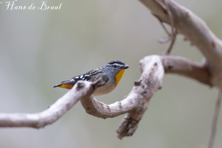 gevlekte diamantvogel